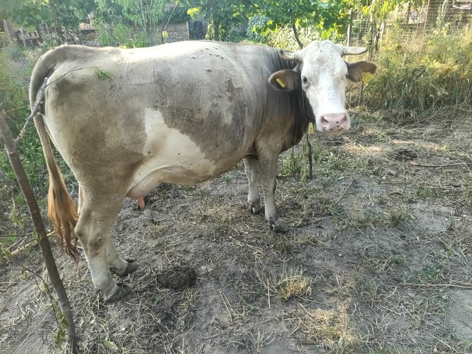 Vând vaca de patru ani