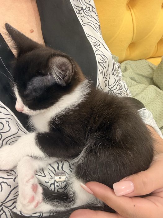 Отдадим котят, 3 девочки,