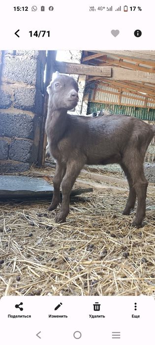 Козлята ЛАМАНЧА мальчики