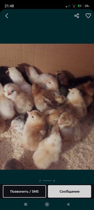 Тауық балапаны 500ден