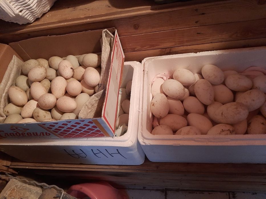 Продается гусинные яйцо