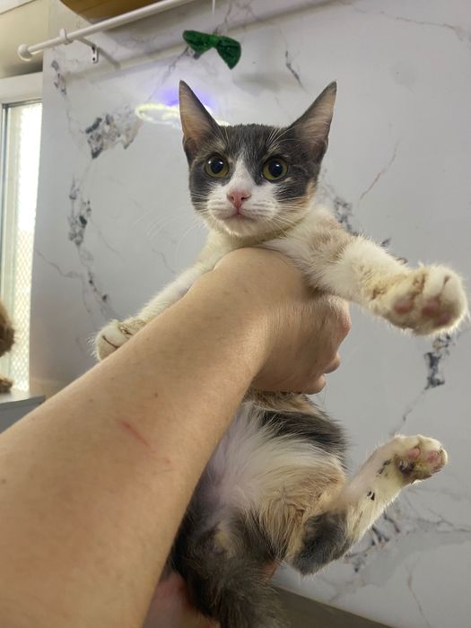 Кошечка в добрые руки