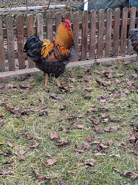 Vând cocos Wiandotte pe negru