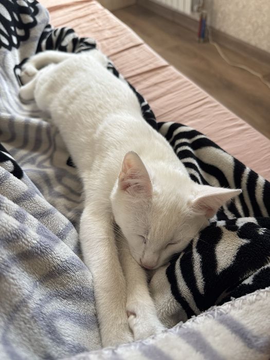 Отдам котенка красивого