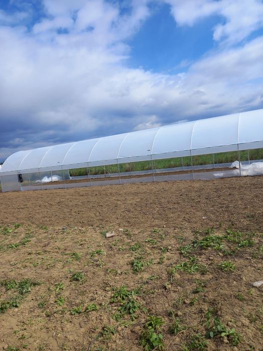 Solarii legume și flori