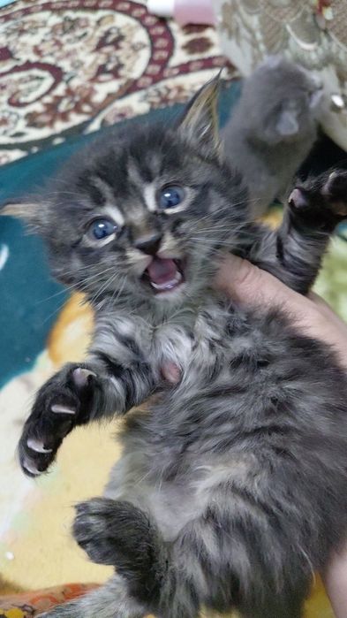 4 дона мушукчаларни таркатаман. Маьлумот учун тел курсатилган