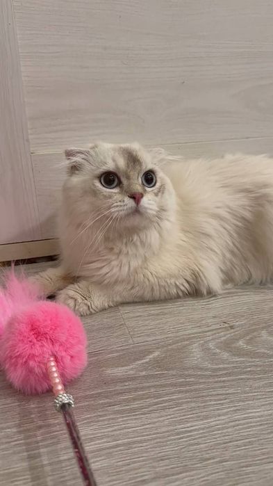 мушук сотилади зоти тозза