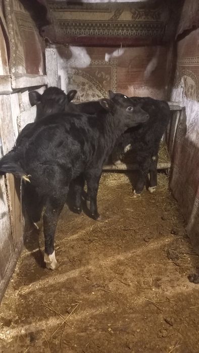 Первотёлка телята