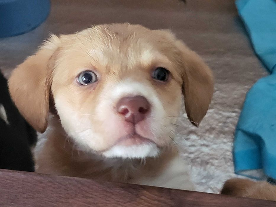 donez catei deosebiti, cauta casa la iubitori de animale