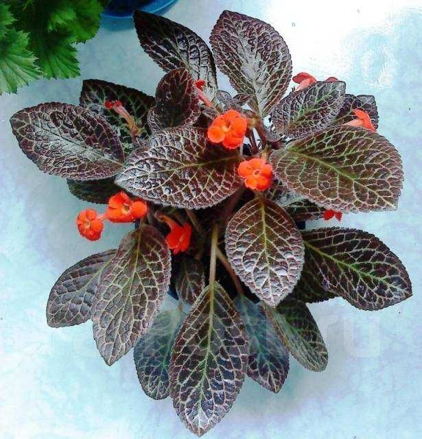 Продам эписции...