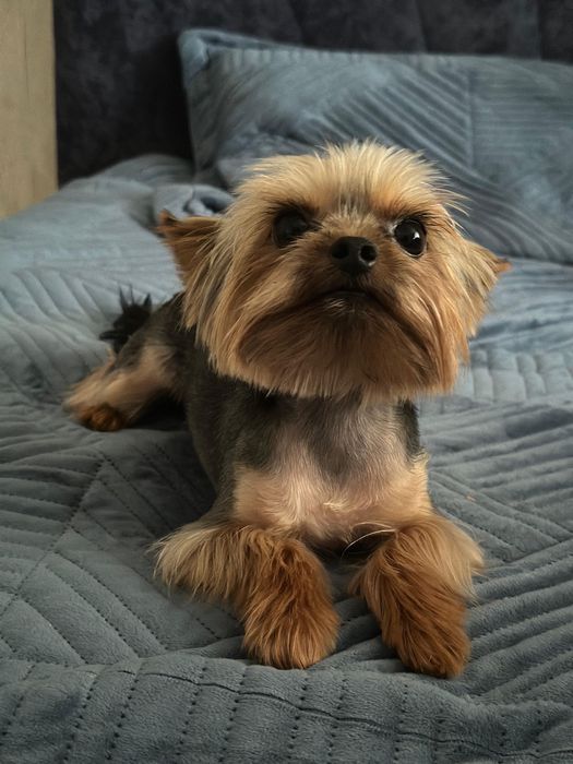 Вязка йоркширский терьер