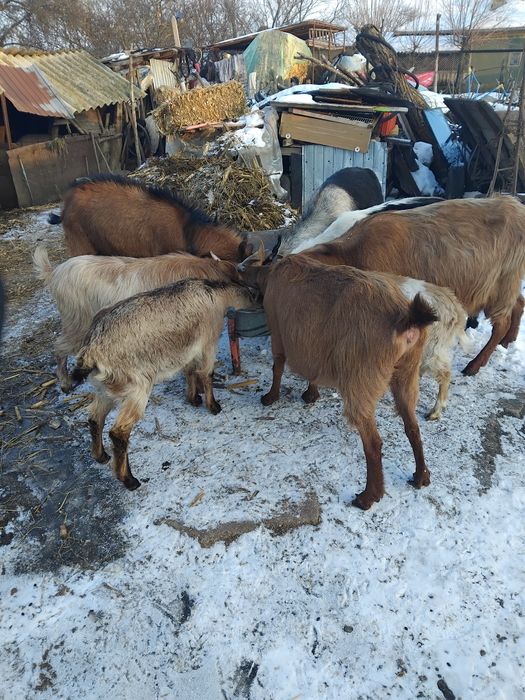 Vând capre șapte cape și un țap