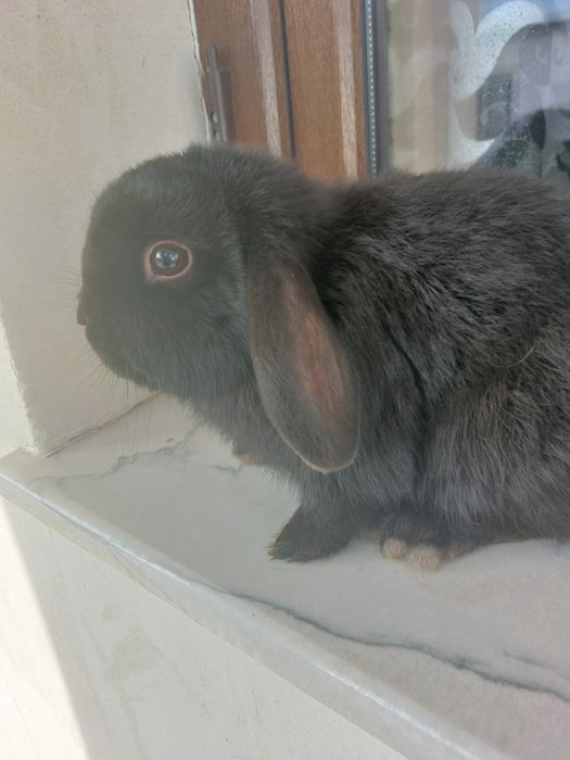 Iepuri pitici de Paște