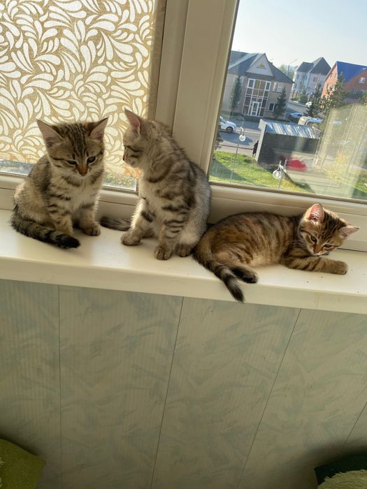 Котята в добрые руки