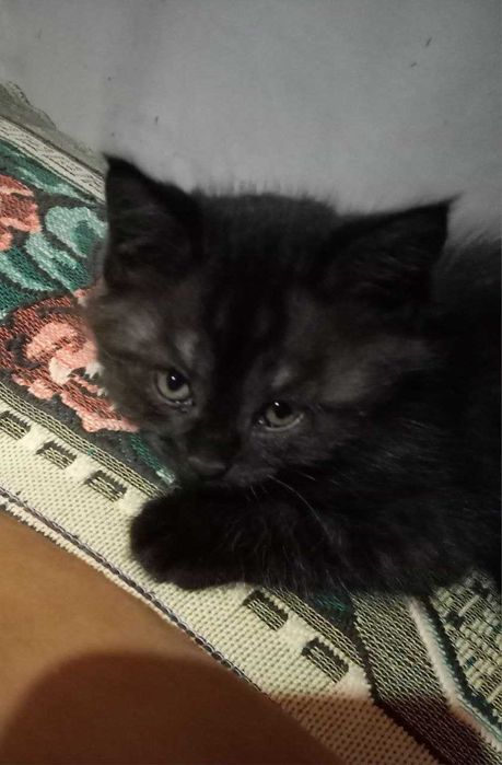 Котятки в добрые руки