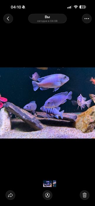 Срочно продам рыби на низкие цены для освобождения место