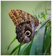 Настоящая бабочка в рамке.