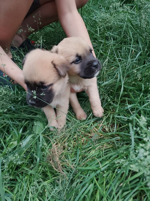 Adoption Căini...