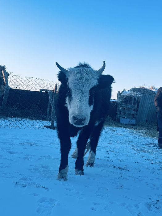 Туатын буаз сйыр сатылады