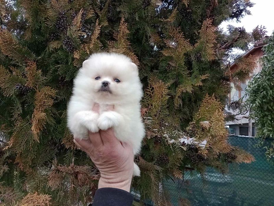 Момиченце! Померан!