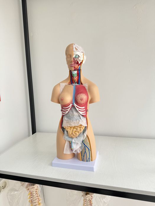 Муляж организма человека анатомические модель тело человека Торс