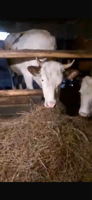 vand juninca ……………….