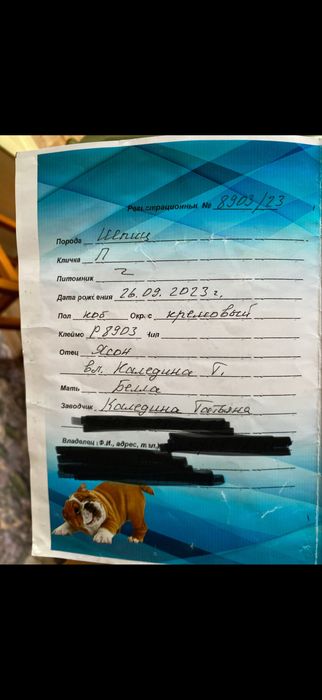 Вязка померанского  шпица