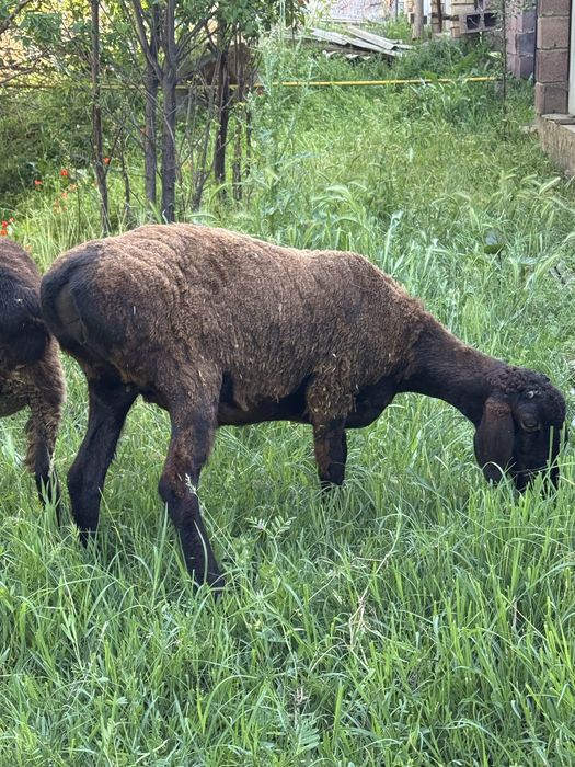 Қой сатылады Продам баранов