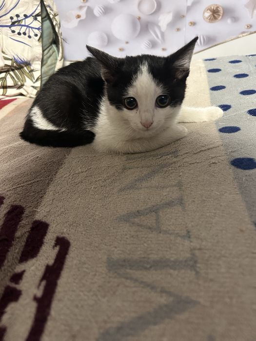 Отдаю котенка в добрые руки