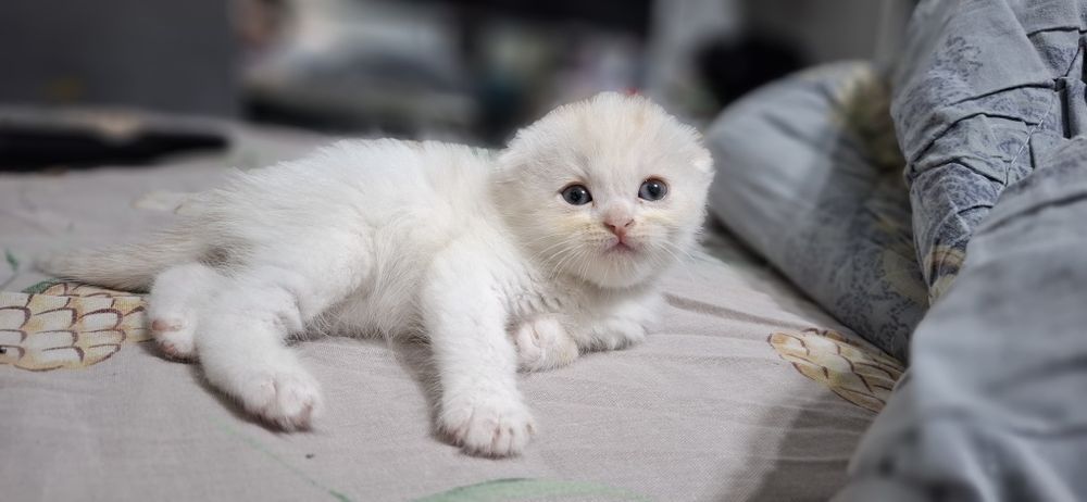 Продаются котята скотиш страйт.