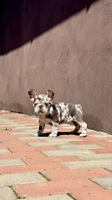 Bulldog Francez Lilac Merle Tan
