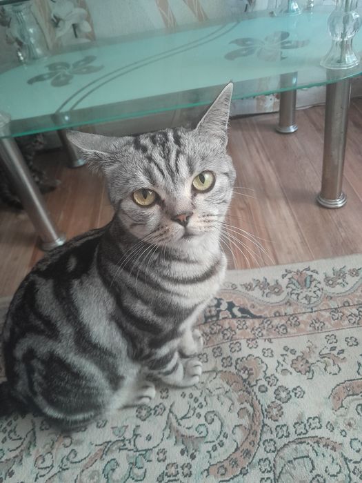 Продам Британских котят