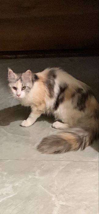 девочка мейнкун с родословной