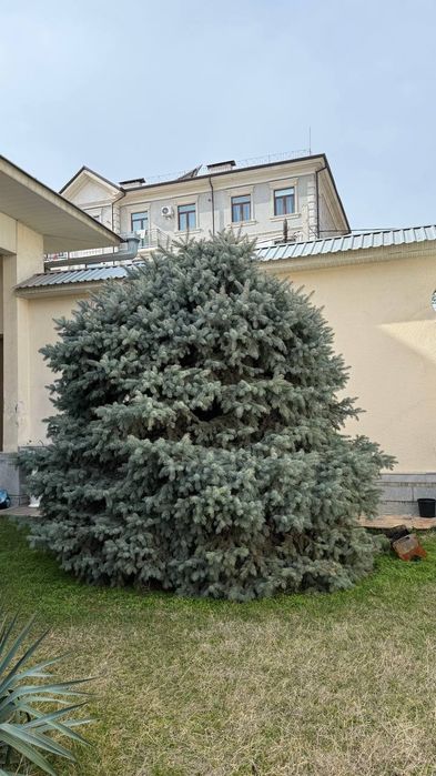 Голубая ель арча 2 ta boyi 3-4 metor narxi opisaniyada
