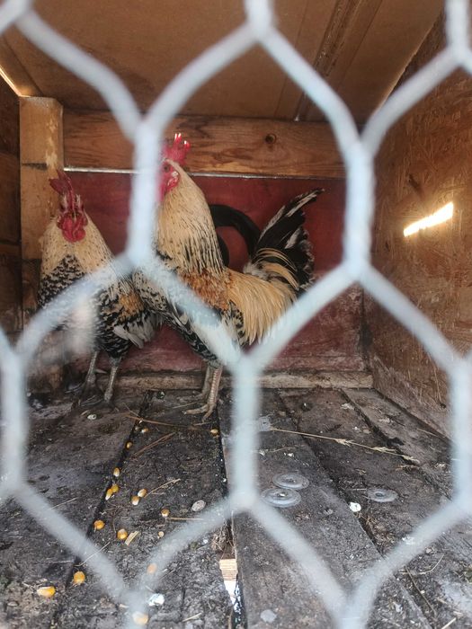 Schimb 2 cocoși pitici și 2 găinuși pe 3 puicuțe sau 3 găini