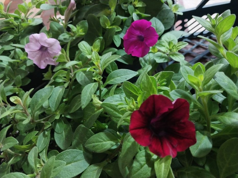 Петуния тайдалы.