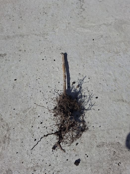 Саженцы малины сорт Бабье лето