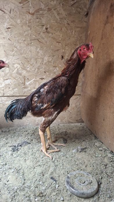 Продам дакана 6 месяцев