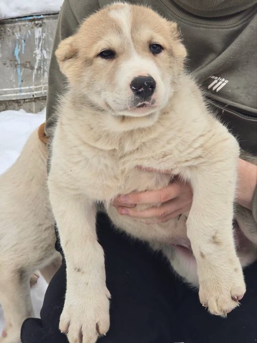 Продам щенков Алабая