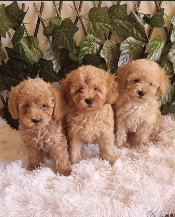 Той Пудел Toy Poodle