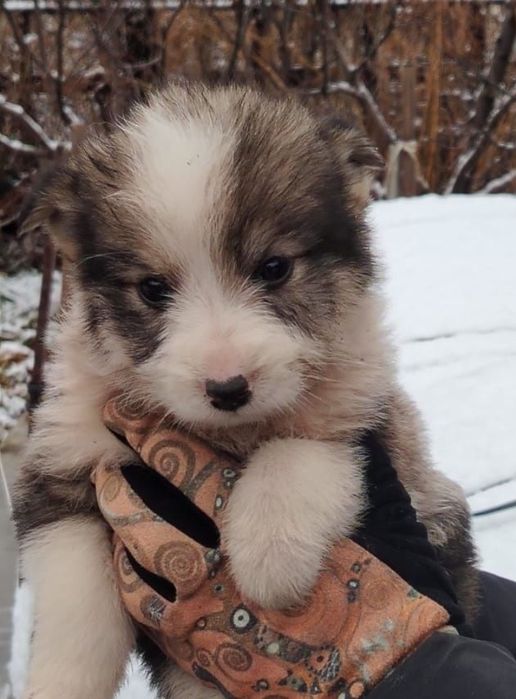 Отдам щенка 2 месяца