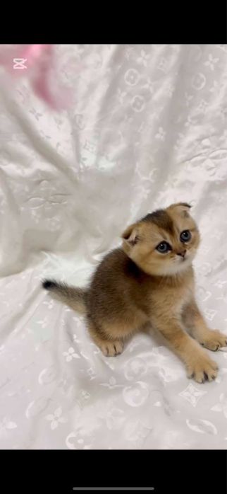 Scottish Fold & Scottish Straight Golden