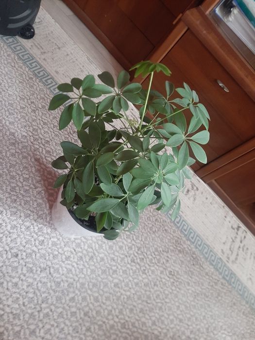 Комнатные цветы ШЕФФЛЕРА