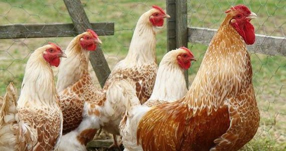 Виандот белое золото