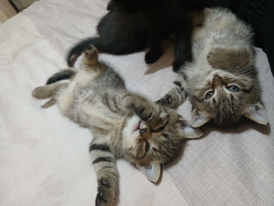 Отдам котят в добрые руки