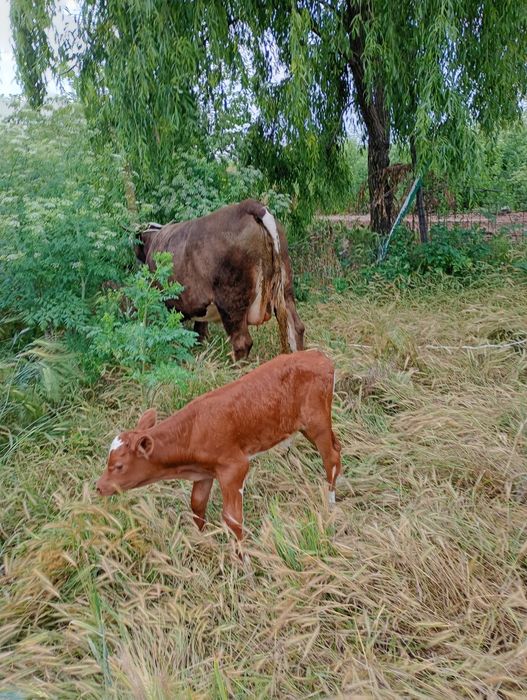 Vaca  la prima fatare de vanzare