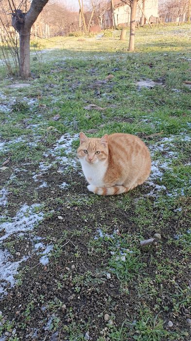 Рижави котета на 6 мес. търсят дом
