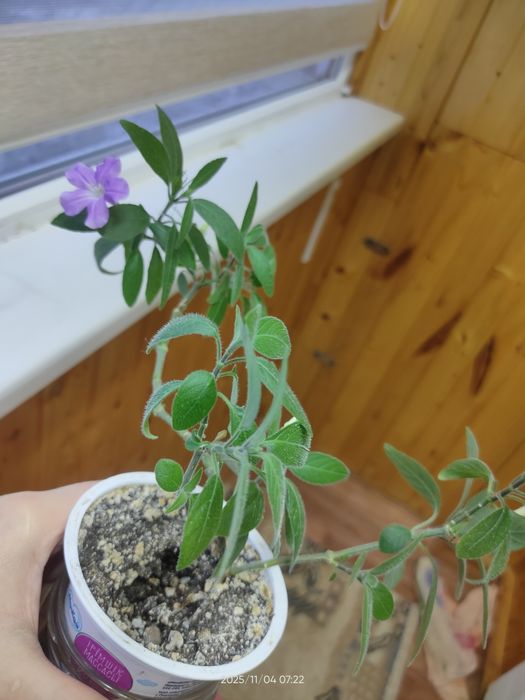 Руэллия это растение