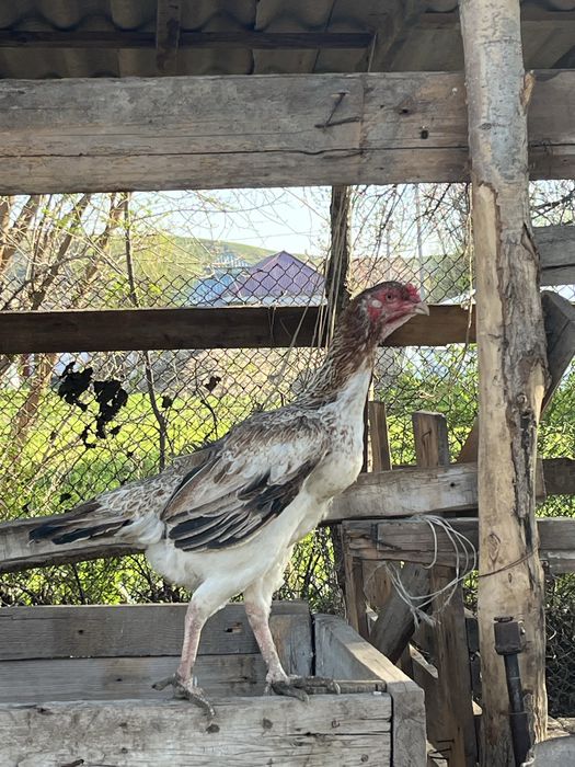 дакан мекен тулячка