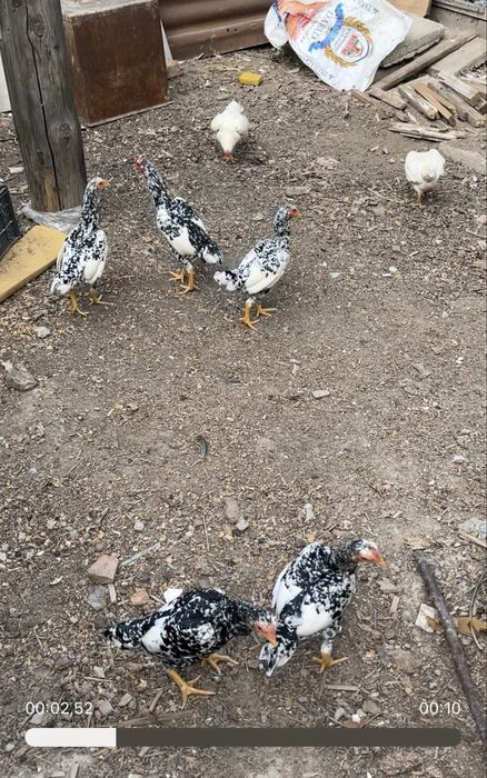 Ко Шамо семейка